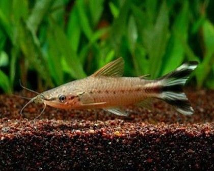 Dianema zebra