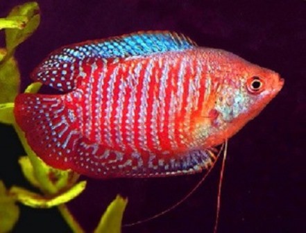 COLISA LALIA RED