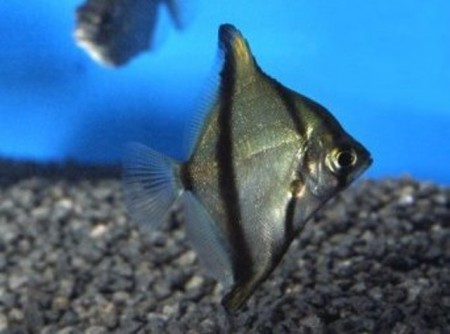 Monodactylus sebae