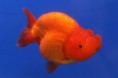 /album/goldfishes/ranchu2-jpg/