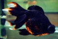 /album/goldfishes/t1-jpg/