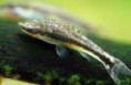 /album/cascudos1/otocinclus-jpg/