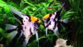 /album/acaras-bandeiras/angel-fish-r-dv-rs-2007-jpg/