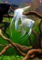 /album/acaras-bandeiras/c7d73d41ca60056a2af5a1656ee882ae-jpg/
