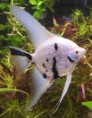 /album/acaras-bandeiras/d67663316e7007f62990e1a3e841c18e-jpg/