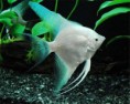 /album/acaras-bandeiras/platinumangelfish2-jpg/