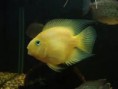 /album/importados-exoticos/peixe-papagaio-amarelo-jpg/